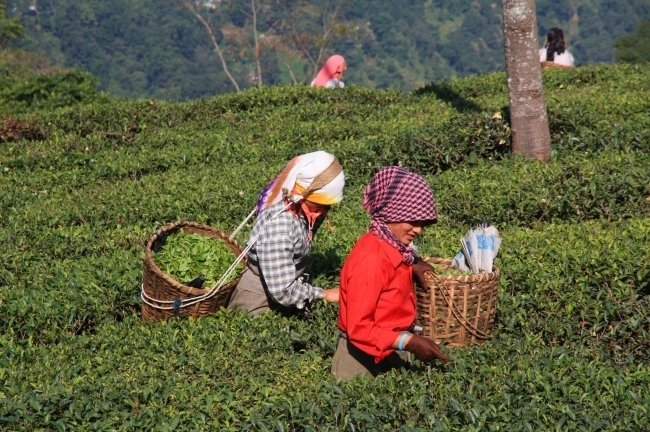 sikkim-darjeeling